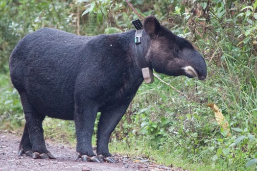 Mountain Tapir near Papallacta